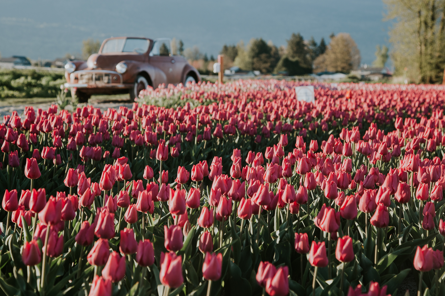 The Chilliwack Tulip Festival Blooms Again