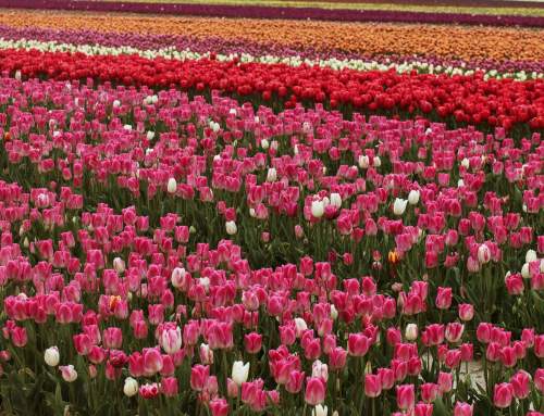 Introducing the First-Ever Harrison Tulip Festival
