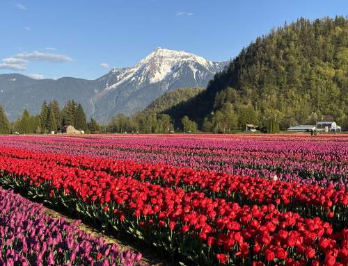 Thank You from the Harrison Tulip Festival