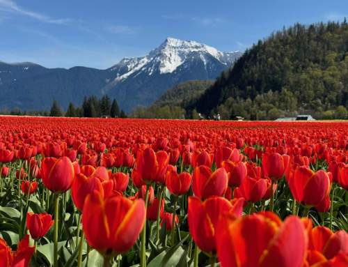 Harrison Tulip Festival Local Days