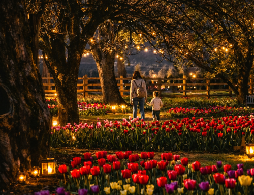 Night Garden at the Harrison Tulip Festival