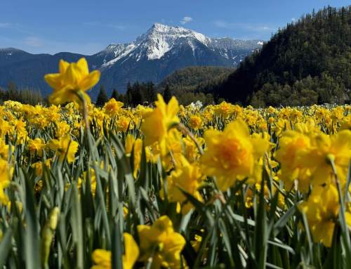 Experience the First Blooms of Spring – Daffodils & Hyacinth fields at the Tulip Festival