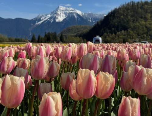 The Bloom Bar – Create, Wear, and Take the Festival Home