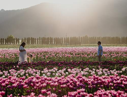 When will the Harrison Tulip Festival Open?