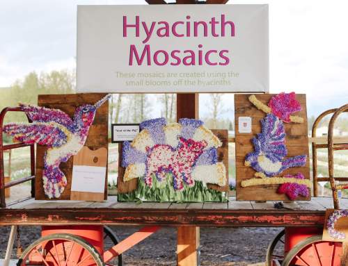 Create Your Own Hyacinth Mosaic – Floral Workshop