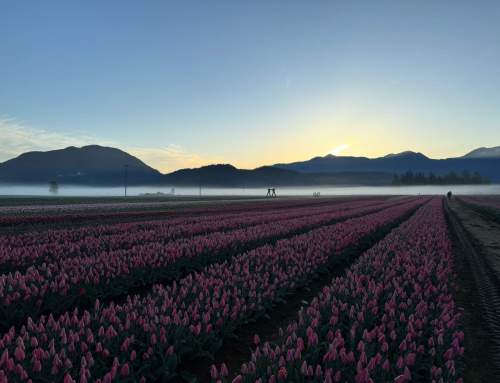 Sunrise Openings at the Harrison Tulip Festival – 2026 Dates Announced