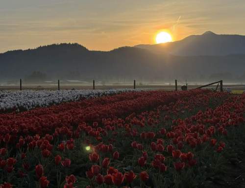 Sunrise Openings at the Harrison Tulip Festival – 2026 Dates Announced